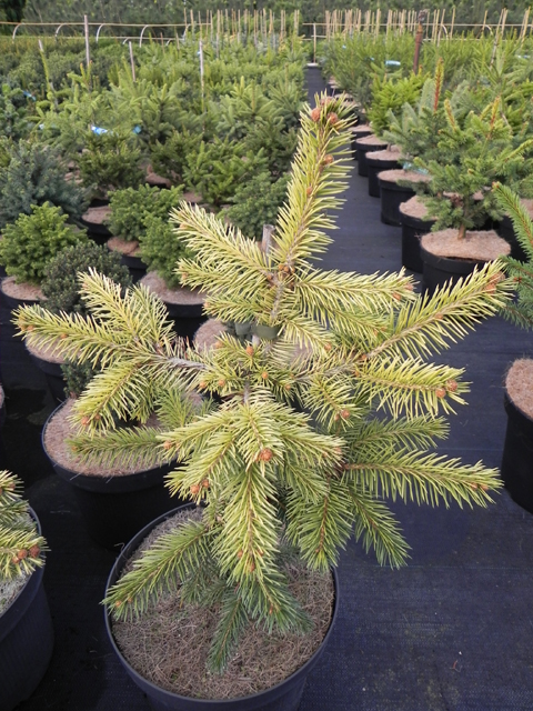 Picea pungens 'Stanley’s Gold